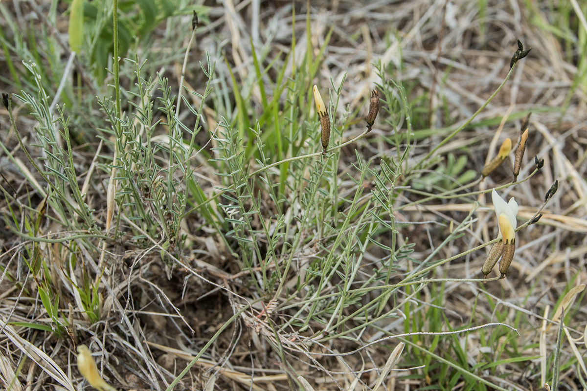 Изображение особи Astragalus pseudotataricus.