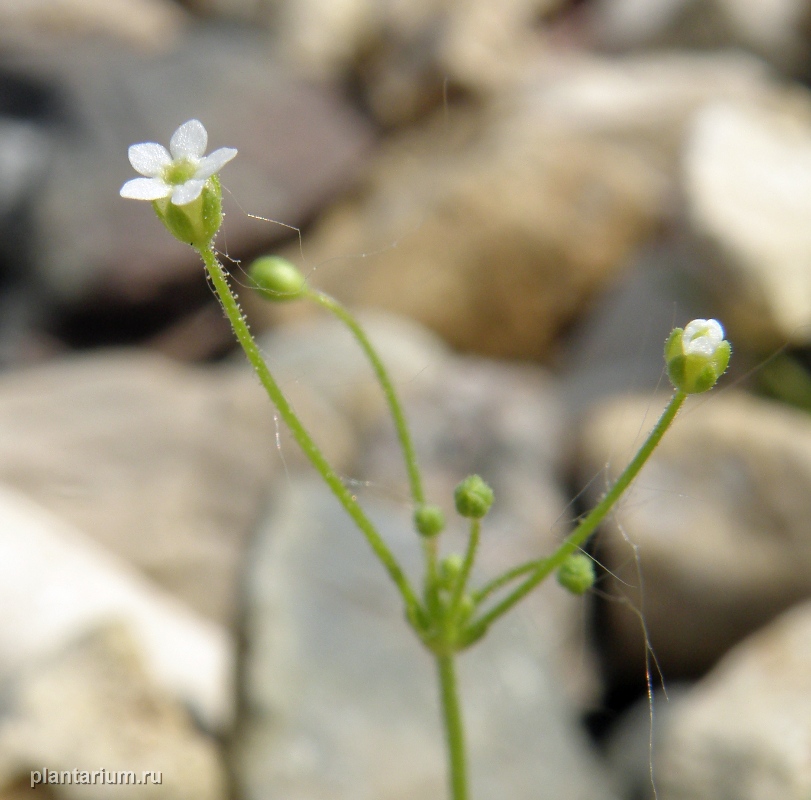 Image of Androsace filiformis specimen.