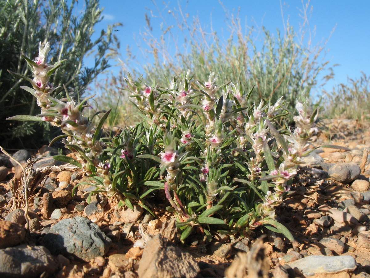 Image of Polygonum paronychioides specimen.