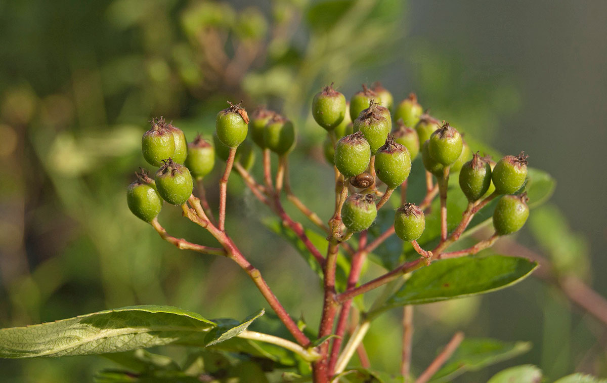 Image of &times; Crataegosorbus miczurinii specimen.