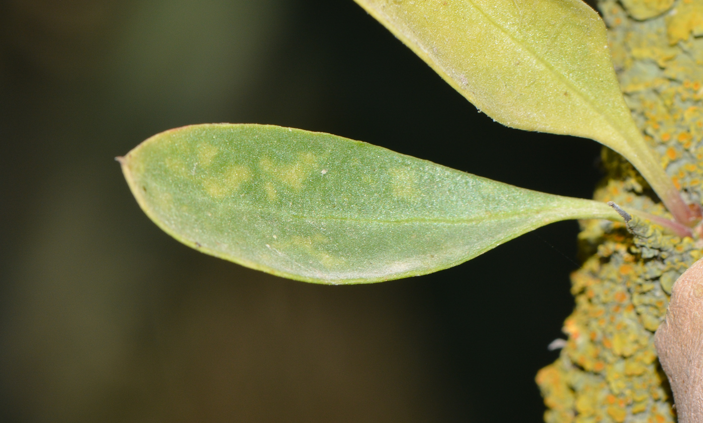 Image of Fouquieria diguetii specimen.