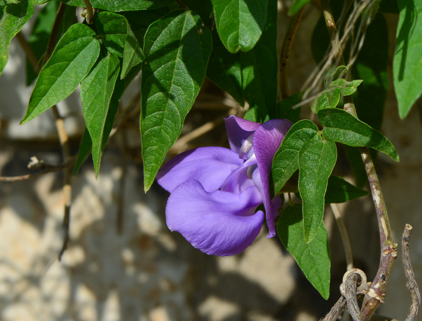 Image of Vigna speciosa specimen.