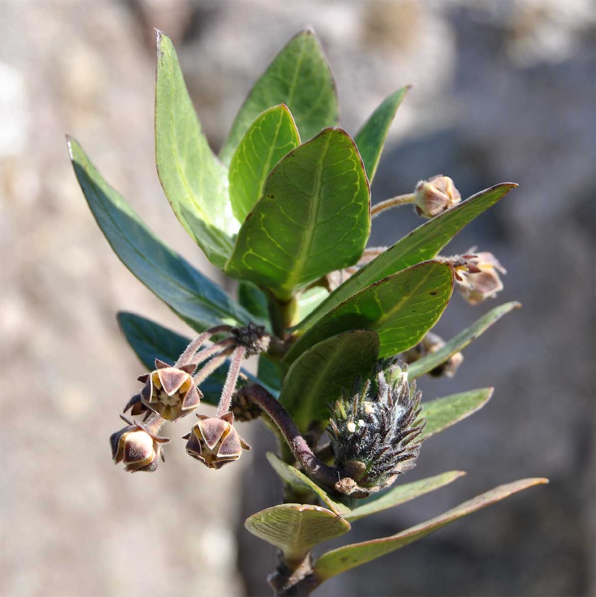 Image of Gomphocarpus cancellatus specimen.