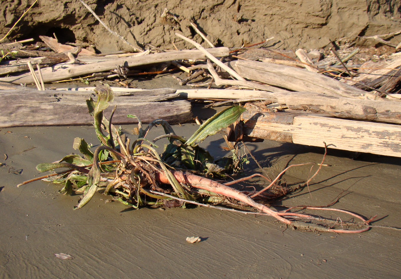 Image of genus Rumex specimen.