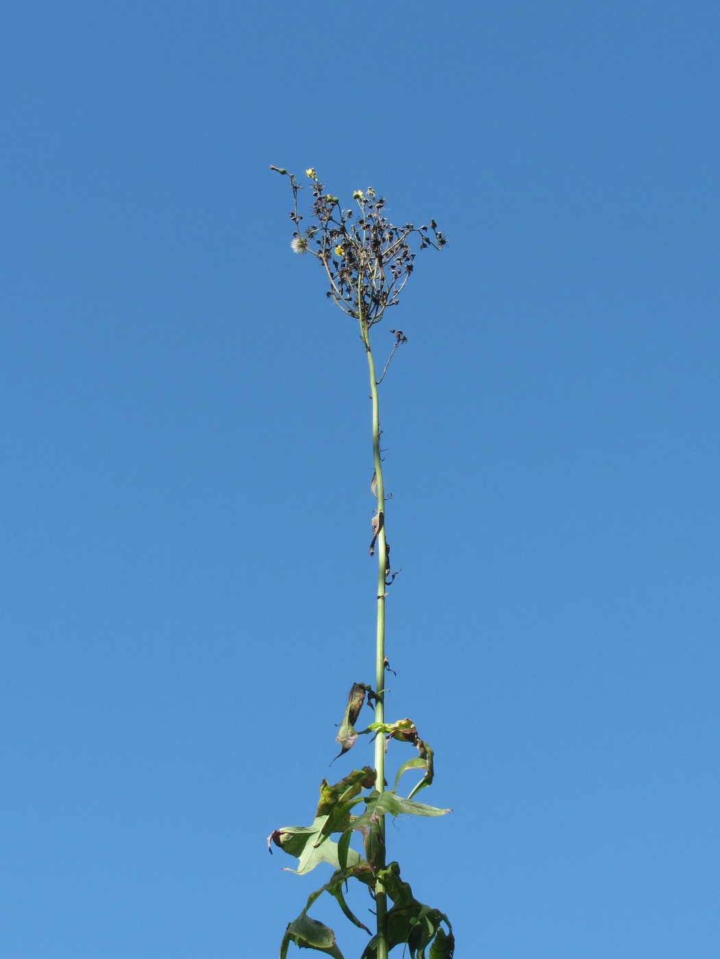 Изображение особи Sonchus palustris.