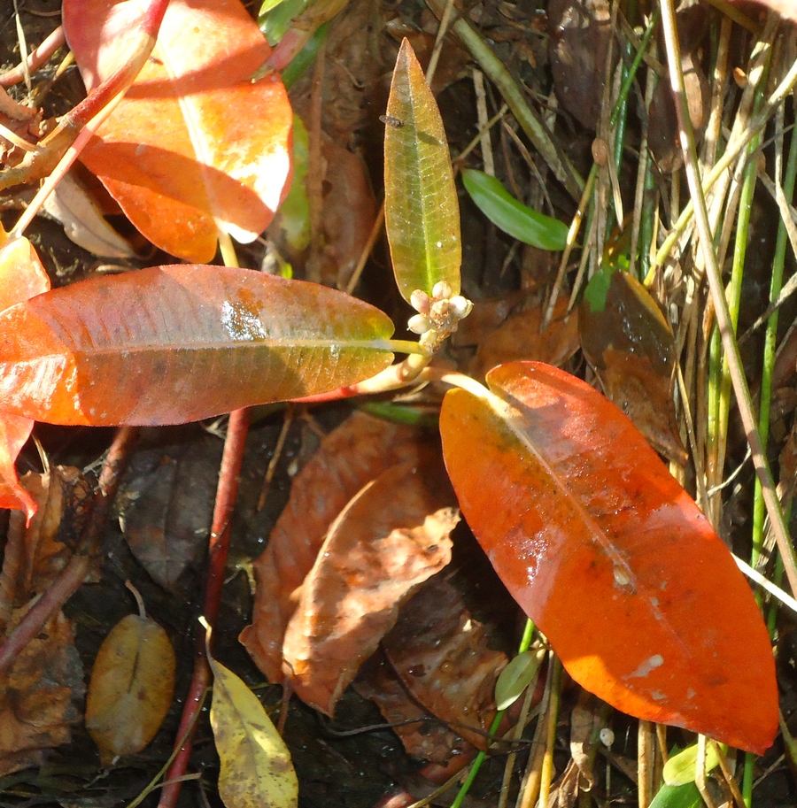 Изображение особи Persicaria amphibia.