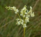 Filipendula vulgaris. Соцветие. Пермский край, Кунгурский р-н, правый берег р. Шаква ниже с. Тарнабаево, вершина Шлюпинского камня, разнотравно-ковыльная степь. 05 августа 2017 г.