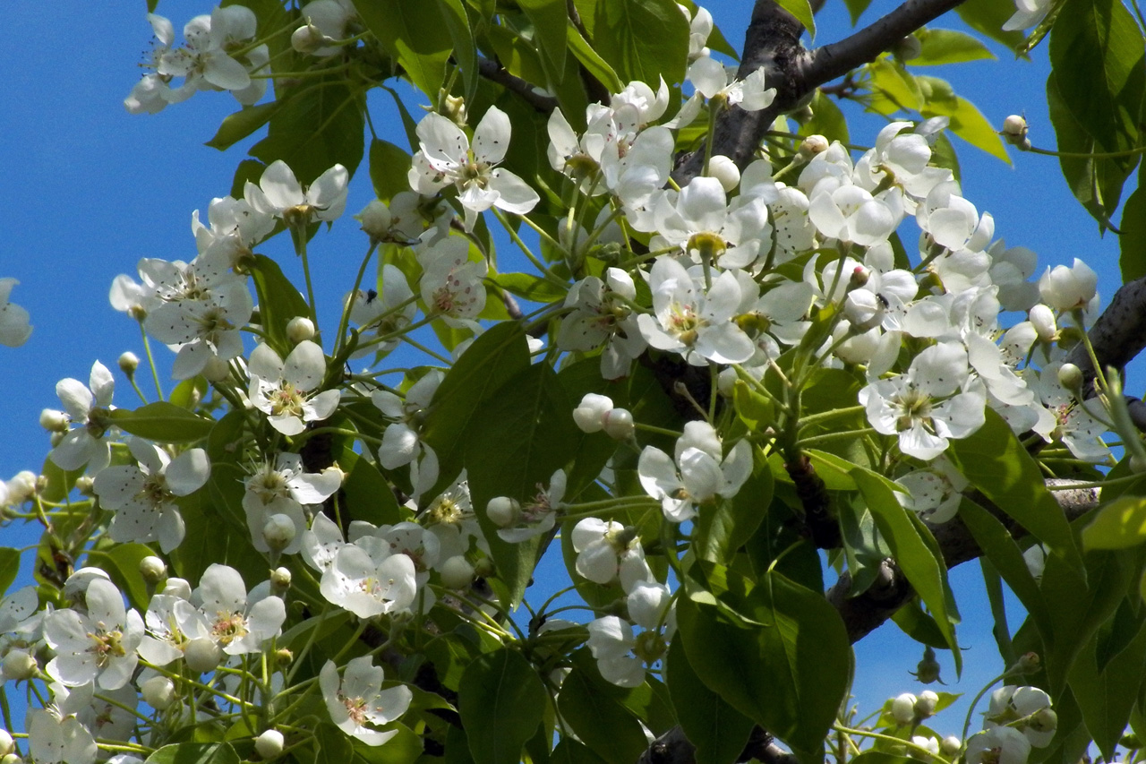 Image of Pyrus communis specimen.