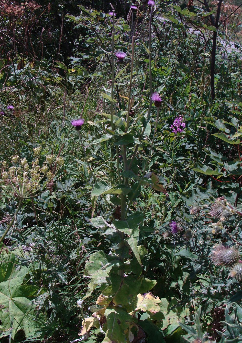 Image of genus Cirsium specimen.