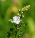 Veronica anagallis-aquatica. Верхушка соцветия. Восточный Казахстан, г. Усть-Каменогорск, правый берег р. Иртыш, заболоченный луг. 03.08.2017.