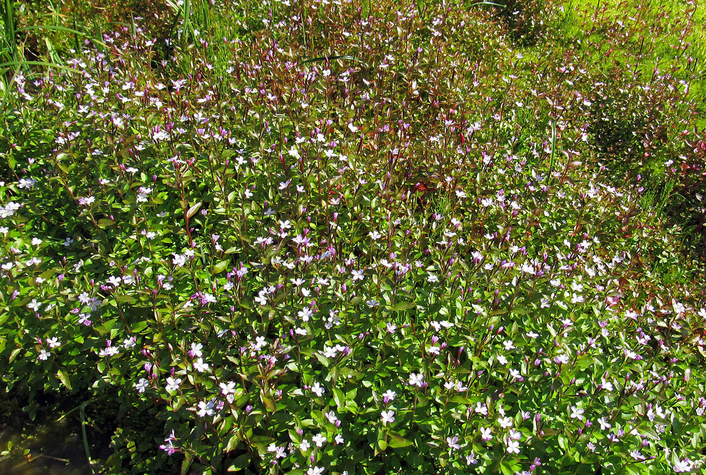 Image of Epilobium hornemannii specimen.