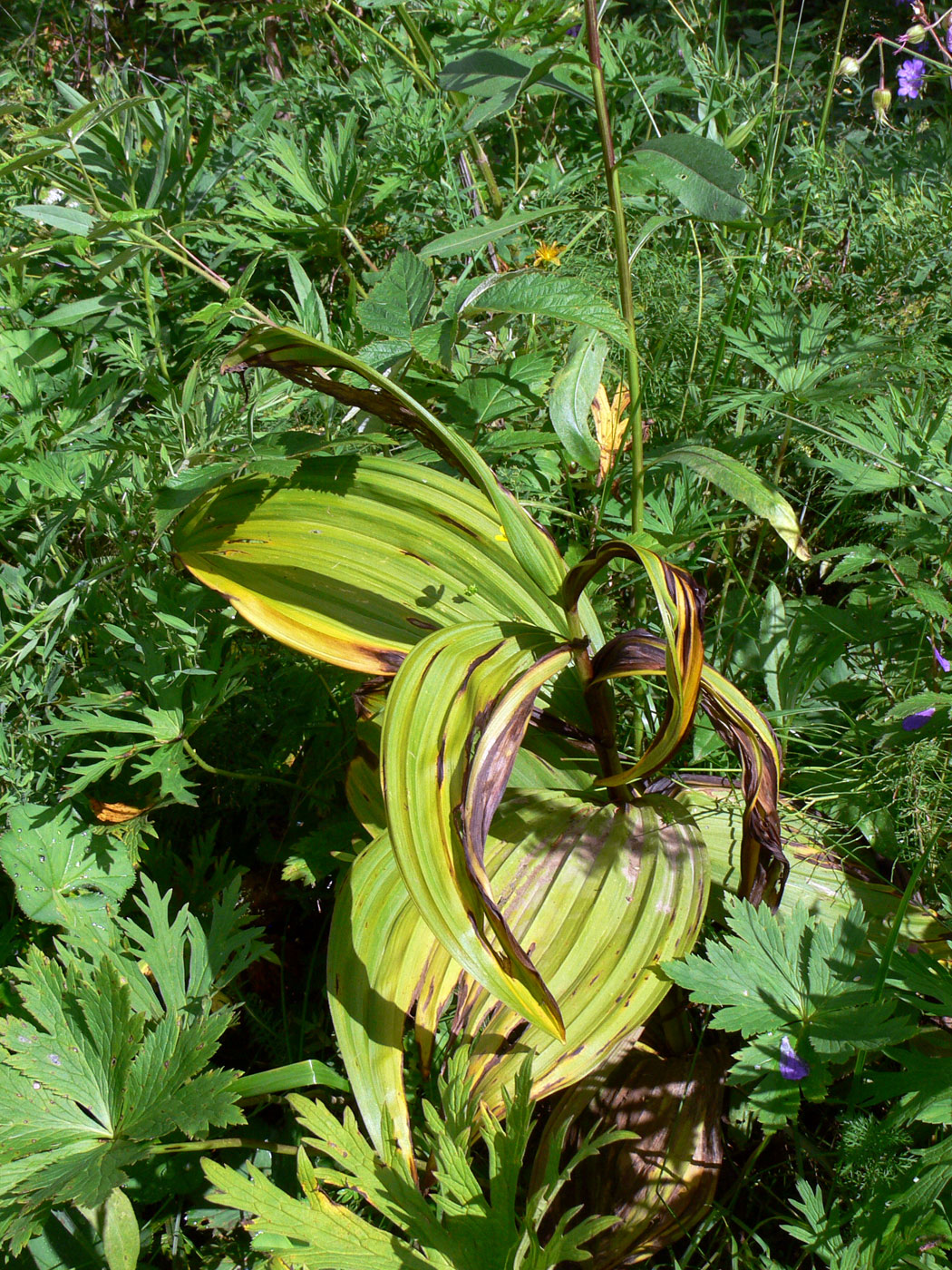 Изображение особи Veratrum lobelianum.