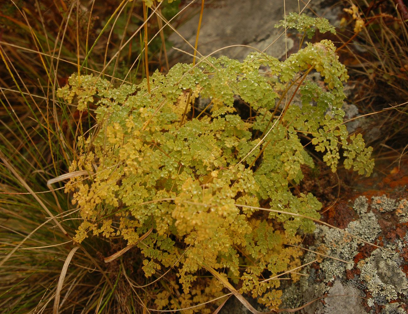 Image of Thalictrum foetidum specimen.