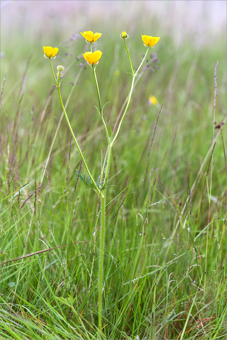 Image of Ranunculus polyanthemos specimen.