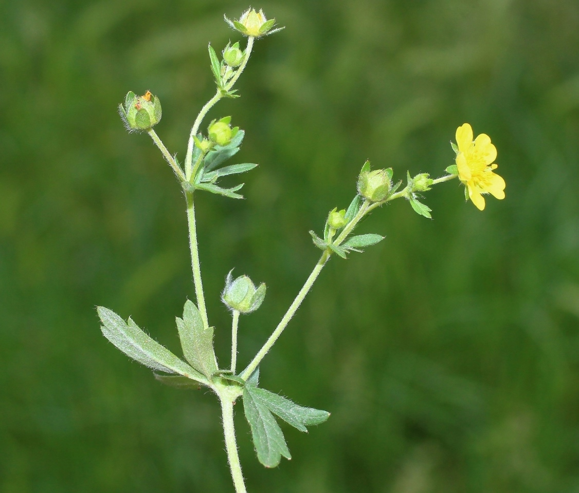 Image of Potentilla canescens specimen.