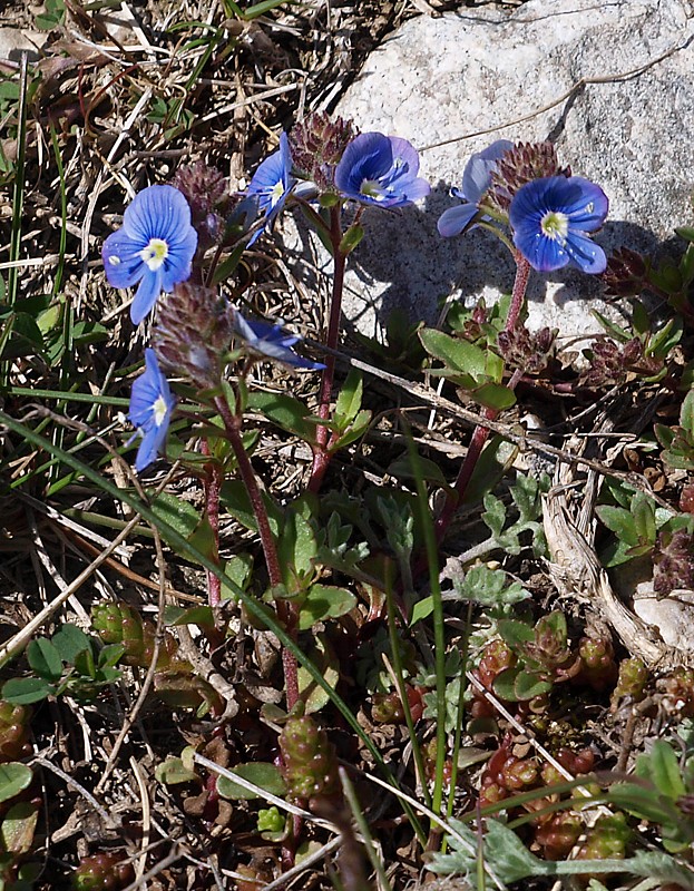 Image of Veronica vendettadeae specimen.