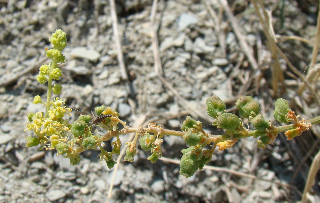 Изображение особи Reseda lutea.