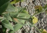 Cynoglossum columnae