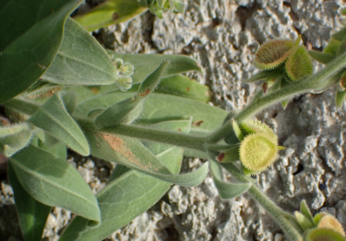 Image of Cynoglossum columnae specimen.