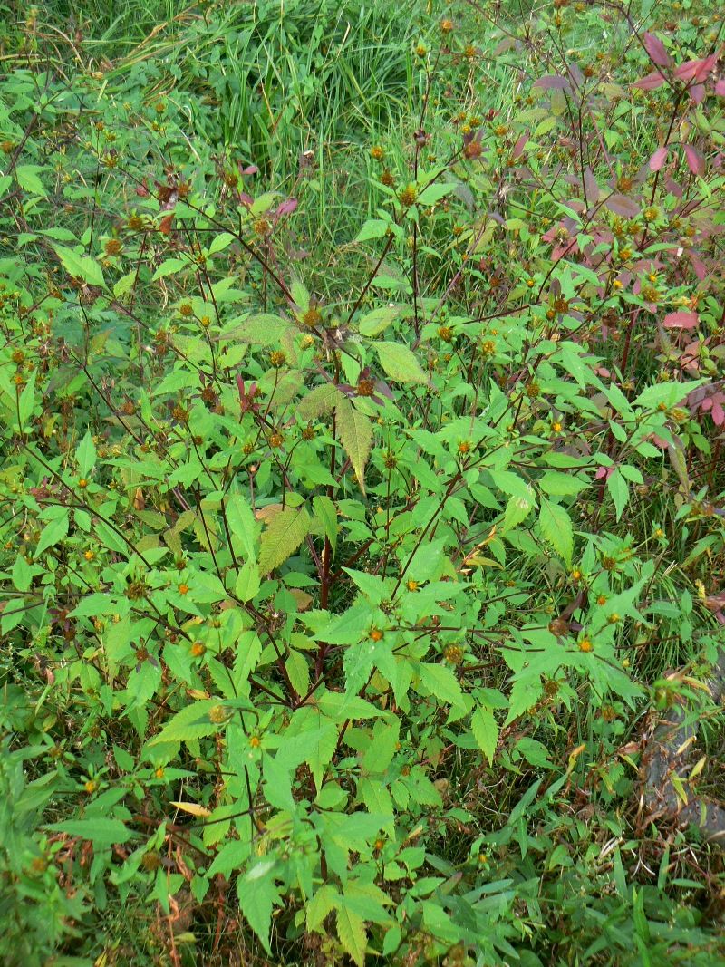 Image of Bidens frondosa specimen.