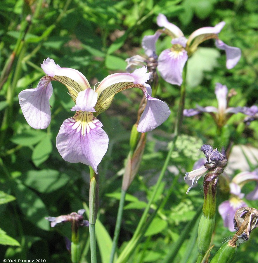 Image of Iris setosa specimen.