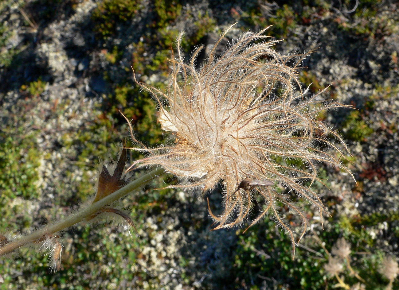Изображение особи Novosieversia glacialis.