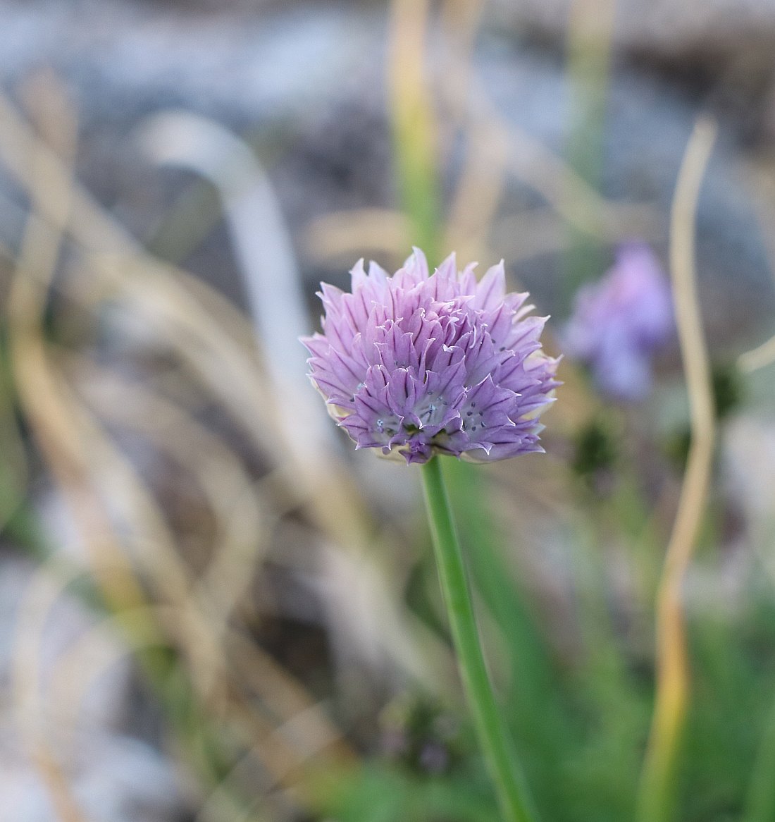 Image of Allium schoenoprasum specimen.