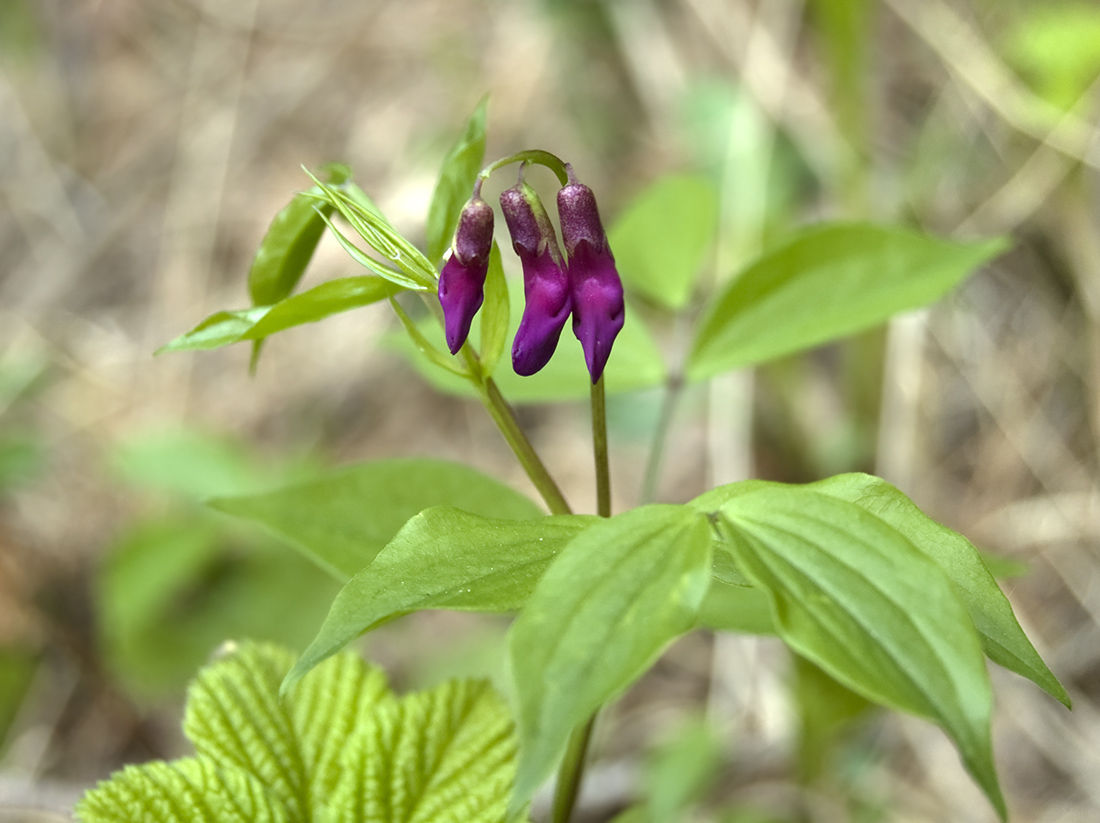 Изображение особи Lathyrus vernus.