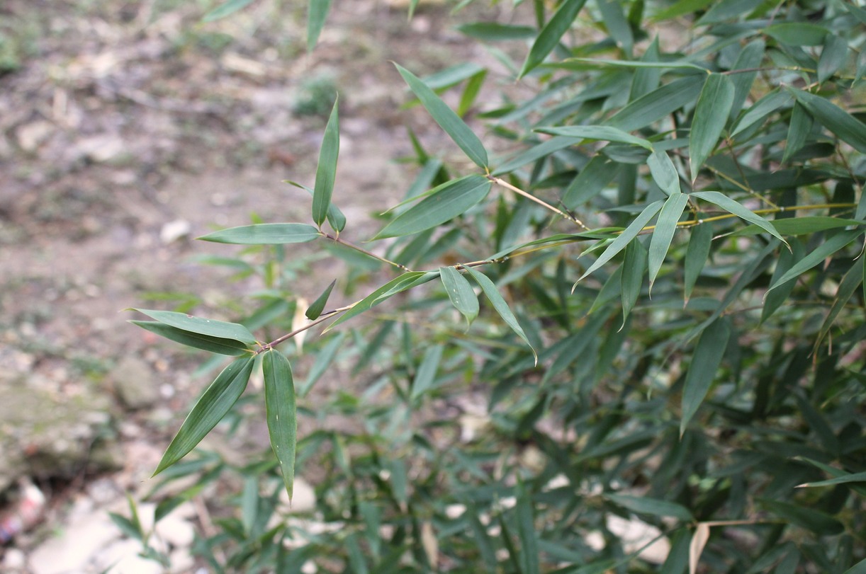 Image of Pseudosasa japonica specimen.