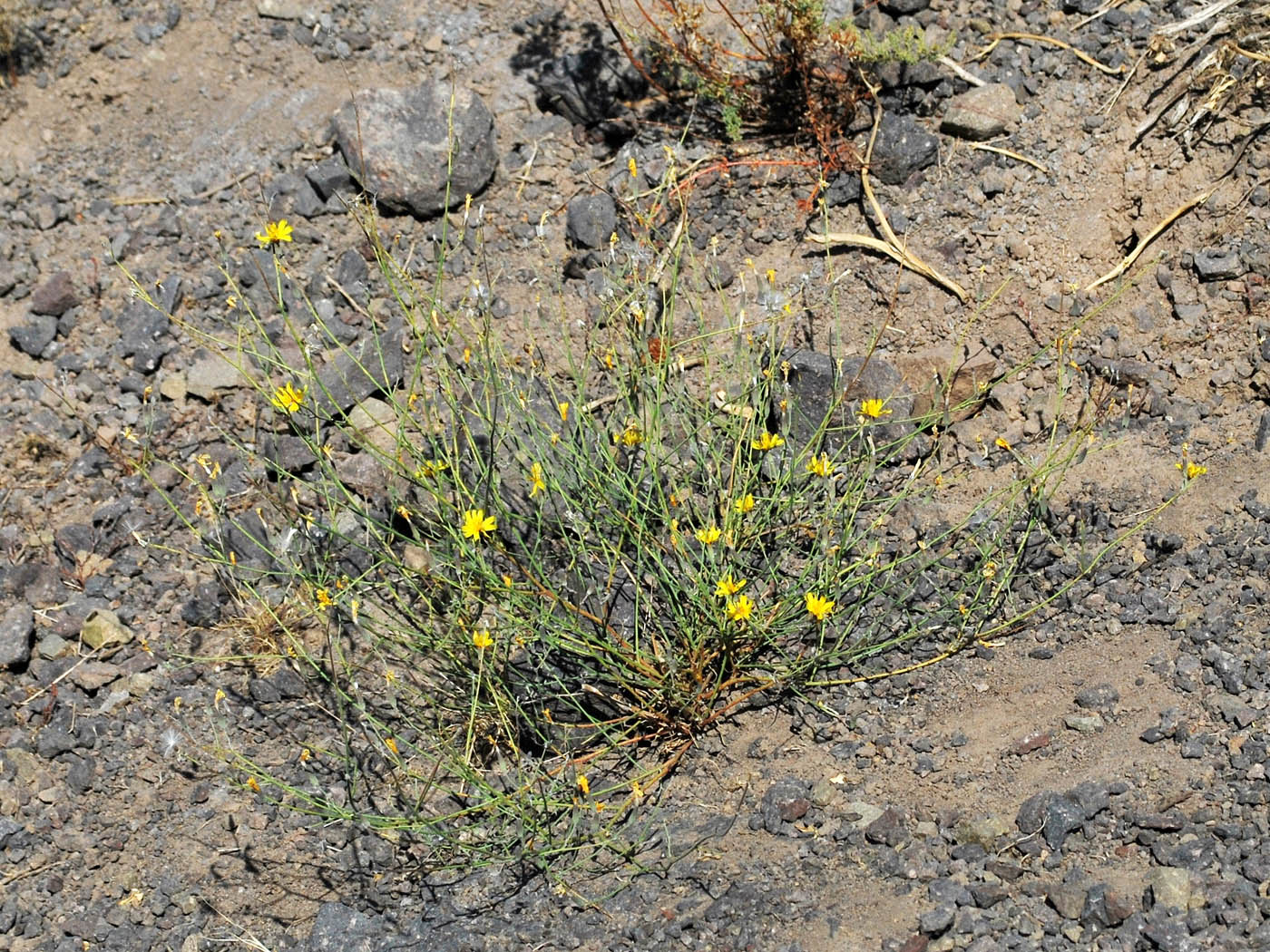 Image of Chondrilla lejosperma specimen.