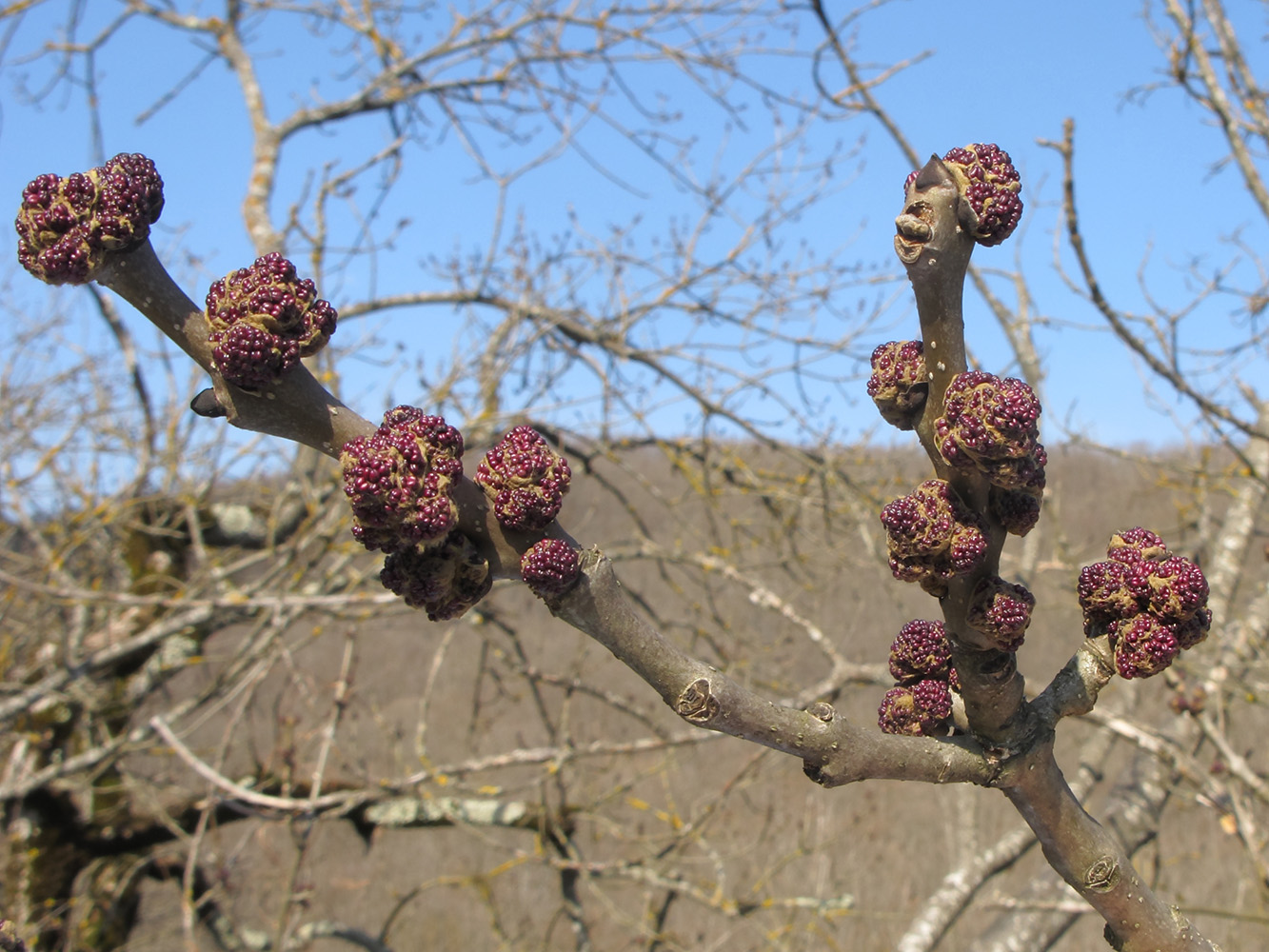 Изображение особи Fraxinus excelsior.