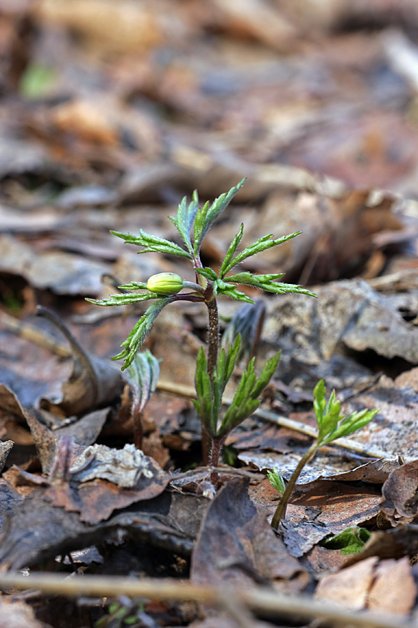 Изображение особи Anemone nemorosa.