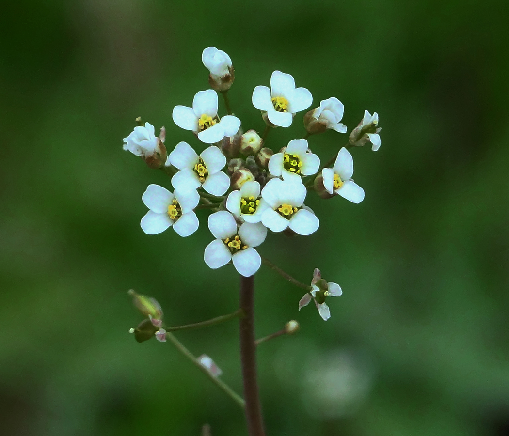 Image of Capsella bursa-pastoris specimen.