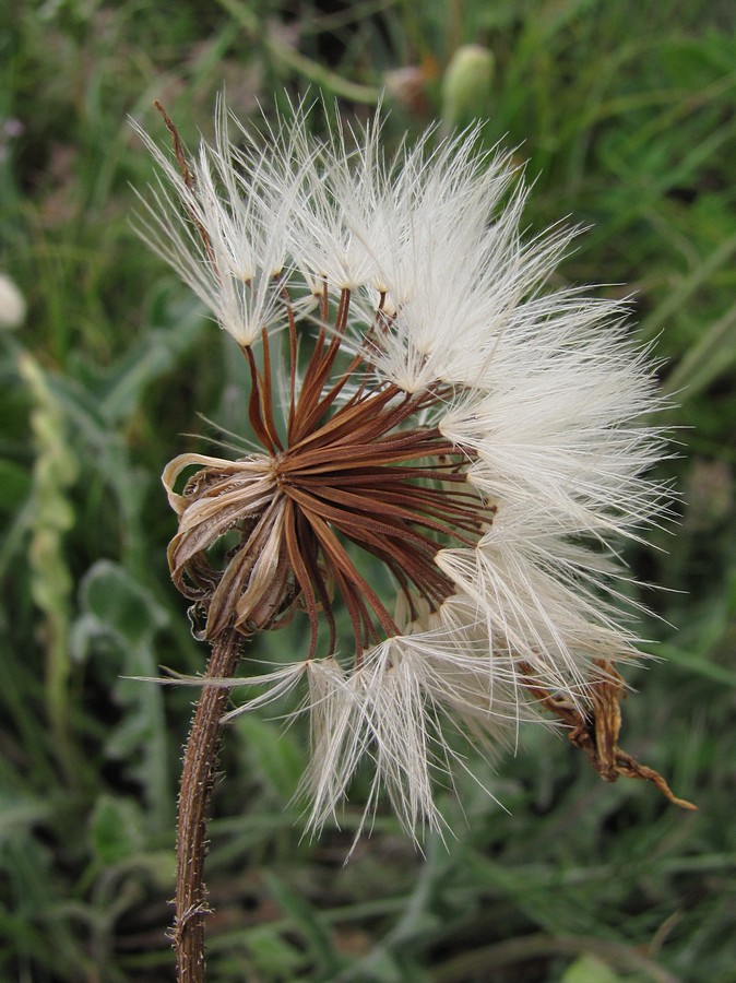 Image of Leontodon biscutellifolius specimen.