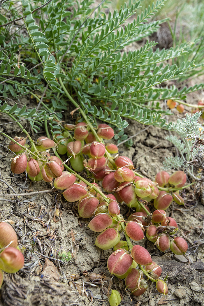 Image of Astragalus suprapilosus specimen.