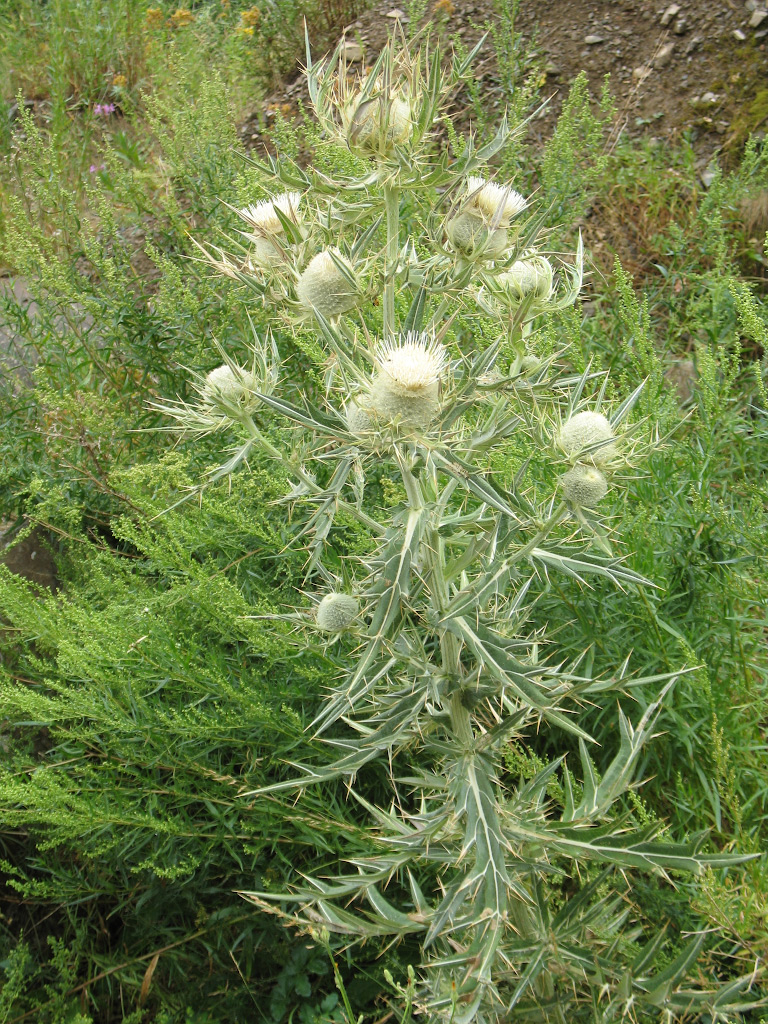 Image of Cirsium turkestanicum specimen.