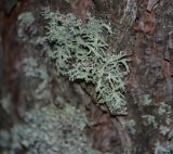 Evernia mesomorpha. Таллом с соралями на коре Pinus sylvestris. Республика Татарстан, окр. г. Набережные Челны, Шильнинский лес, на коре Pinus sylvestris. 30.08.2019.