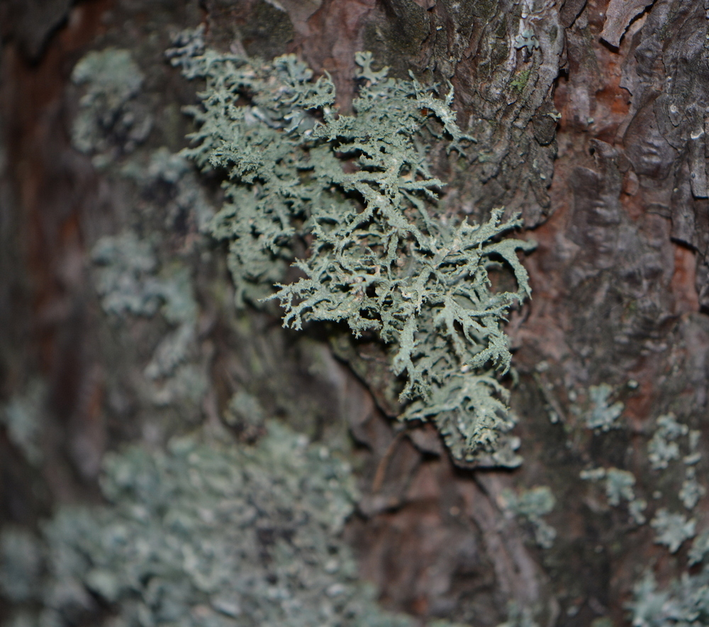 Изображение особи Evernia mesomorpha.