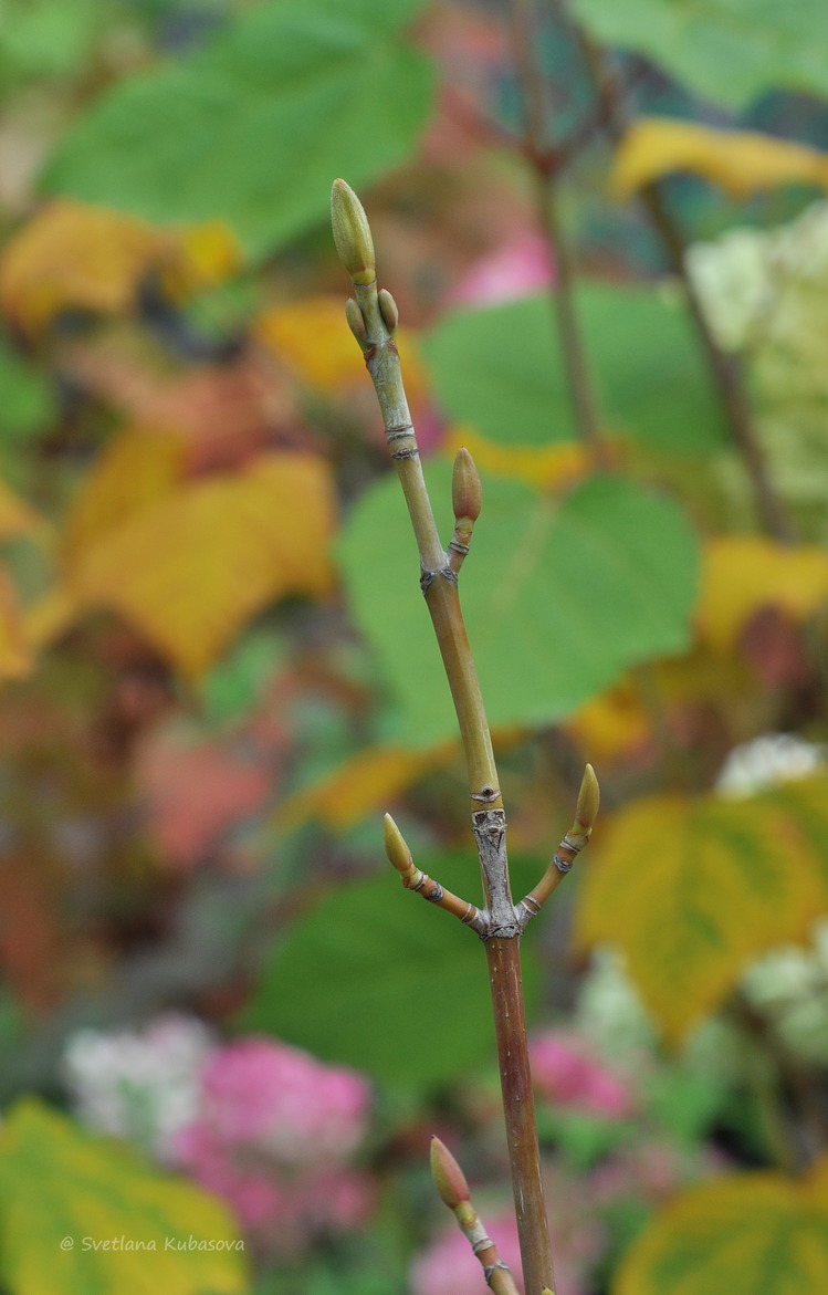 Image of Acer tegmentosum specimen.