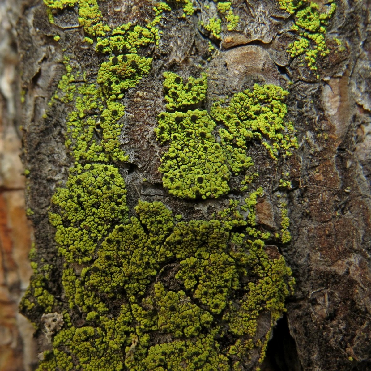 Изображение особи Cyphelium lucidum.