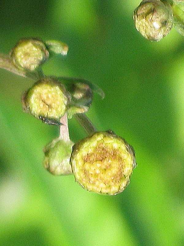 Image of Artemisia laciniatiformis specimen.