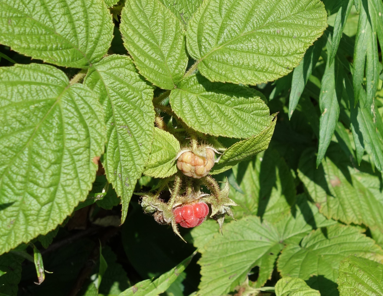 Изображение особи Rubus matsumuranus.