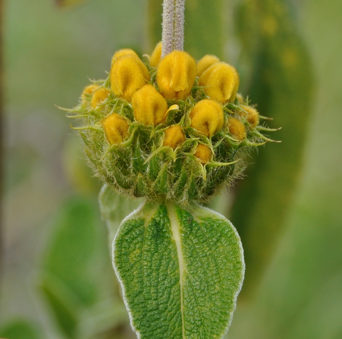 Image of Phlomis lunariifolia specimen.