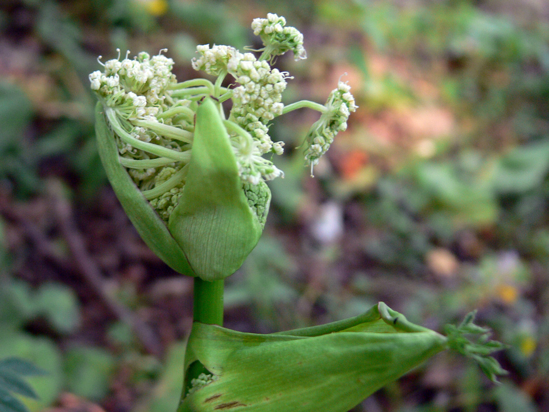 Изображение особи Angelica sylvestris.