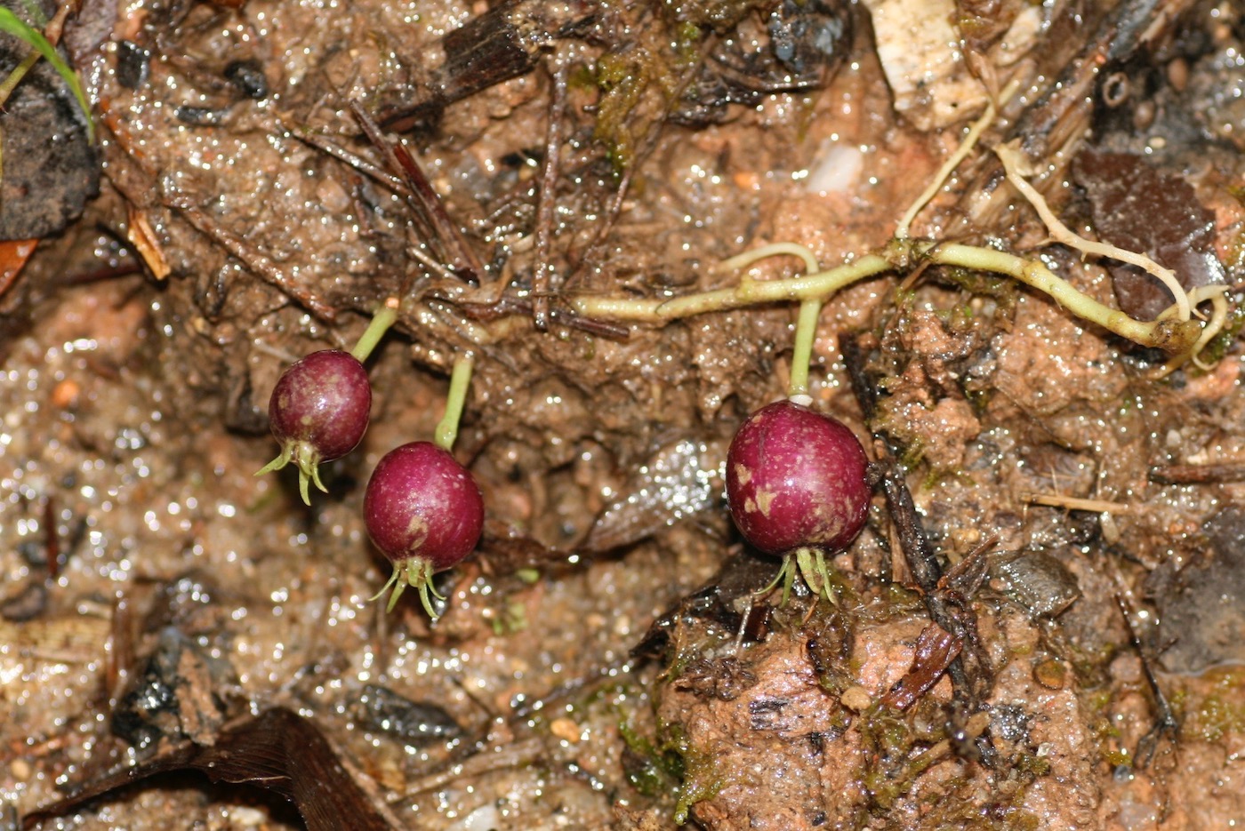 Image of Lobelia nummularia specimen.