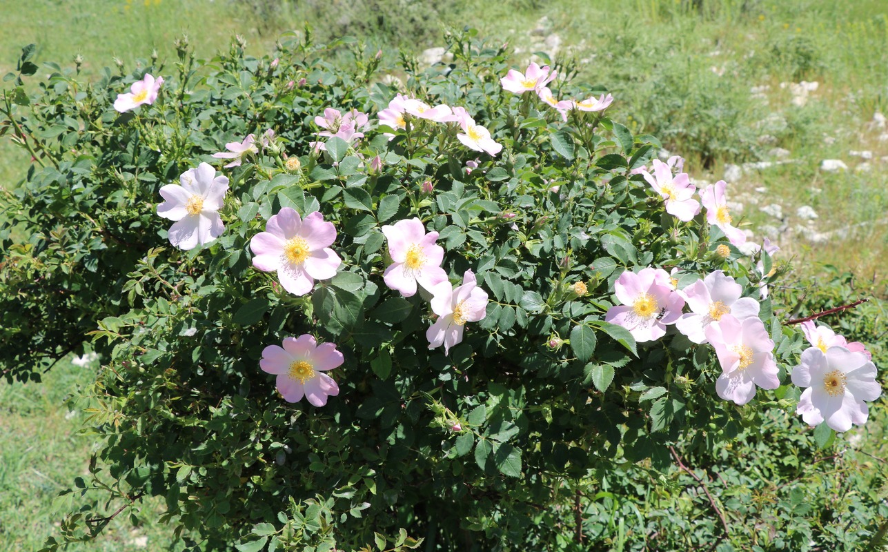 Изображение особи род Rosa.