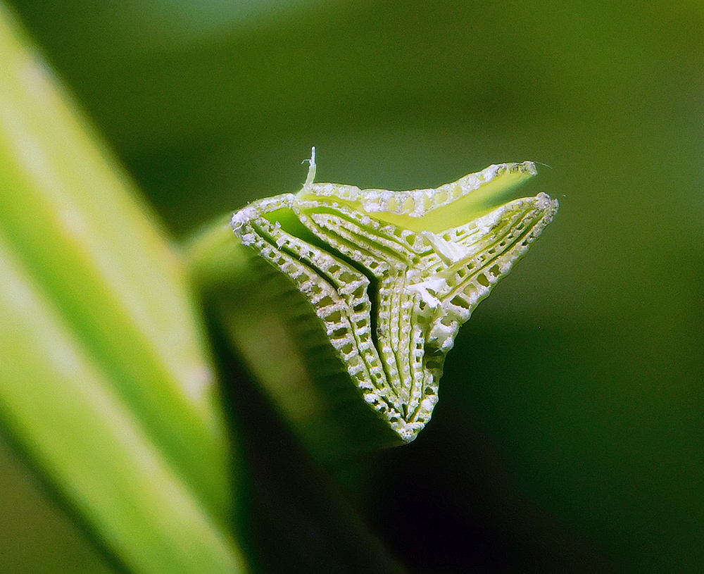 Image of Carex riparia specimen.