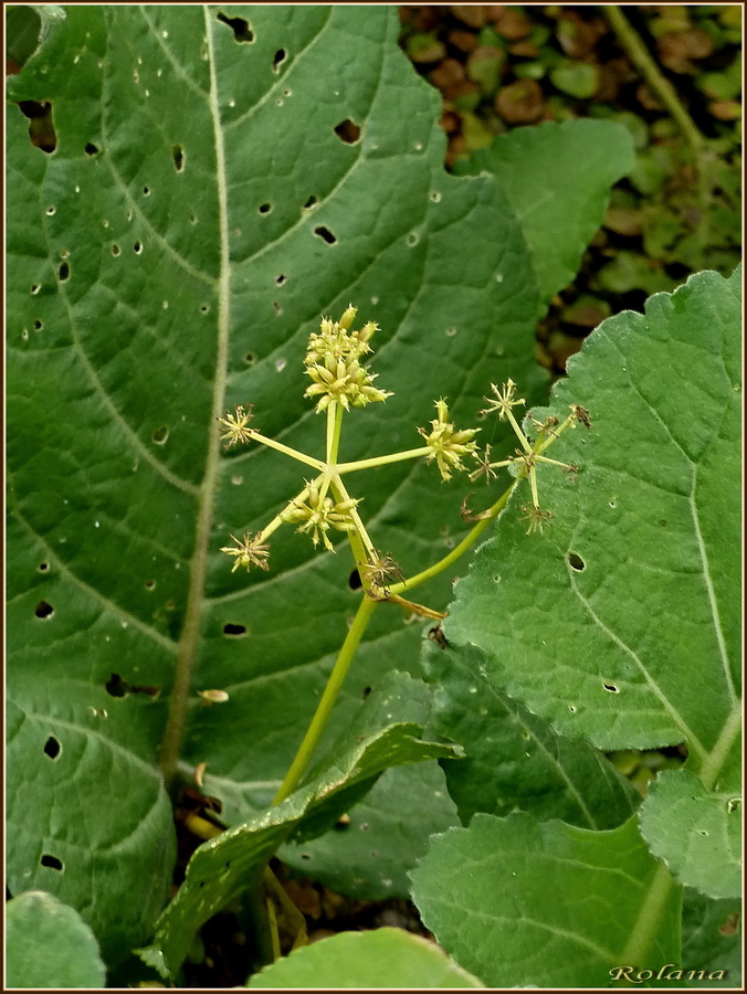 Image of Oenanthe aquatica specimen.