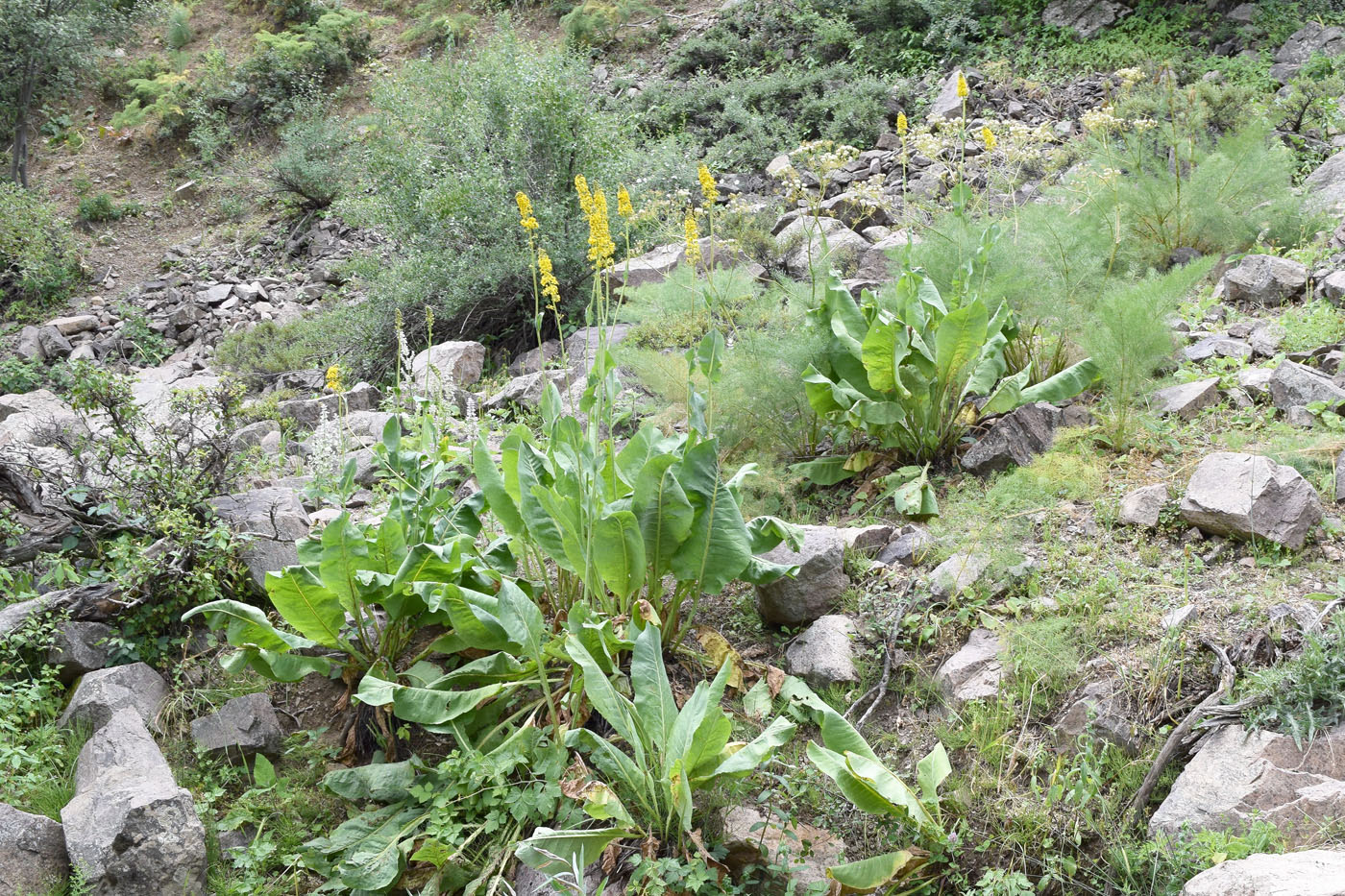 Image of Ligularia heterophylla specimen.