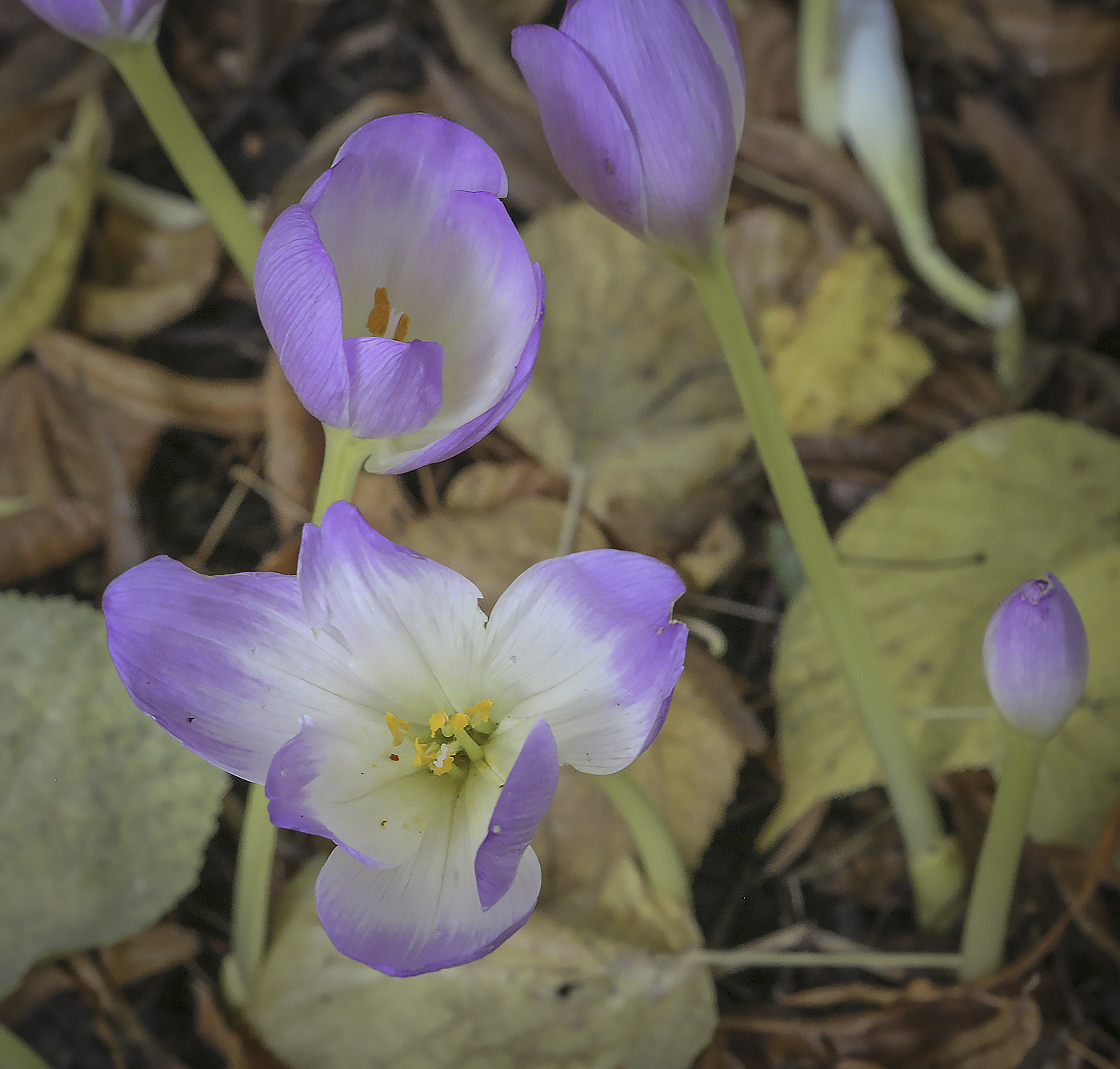 Изображение особи Colchicum speciosum.